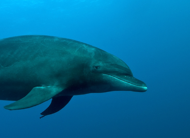 047 dolphins, galapagos.jpg